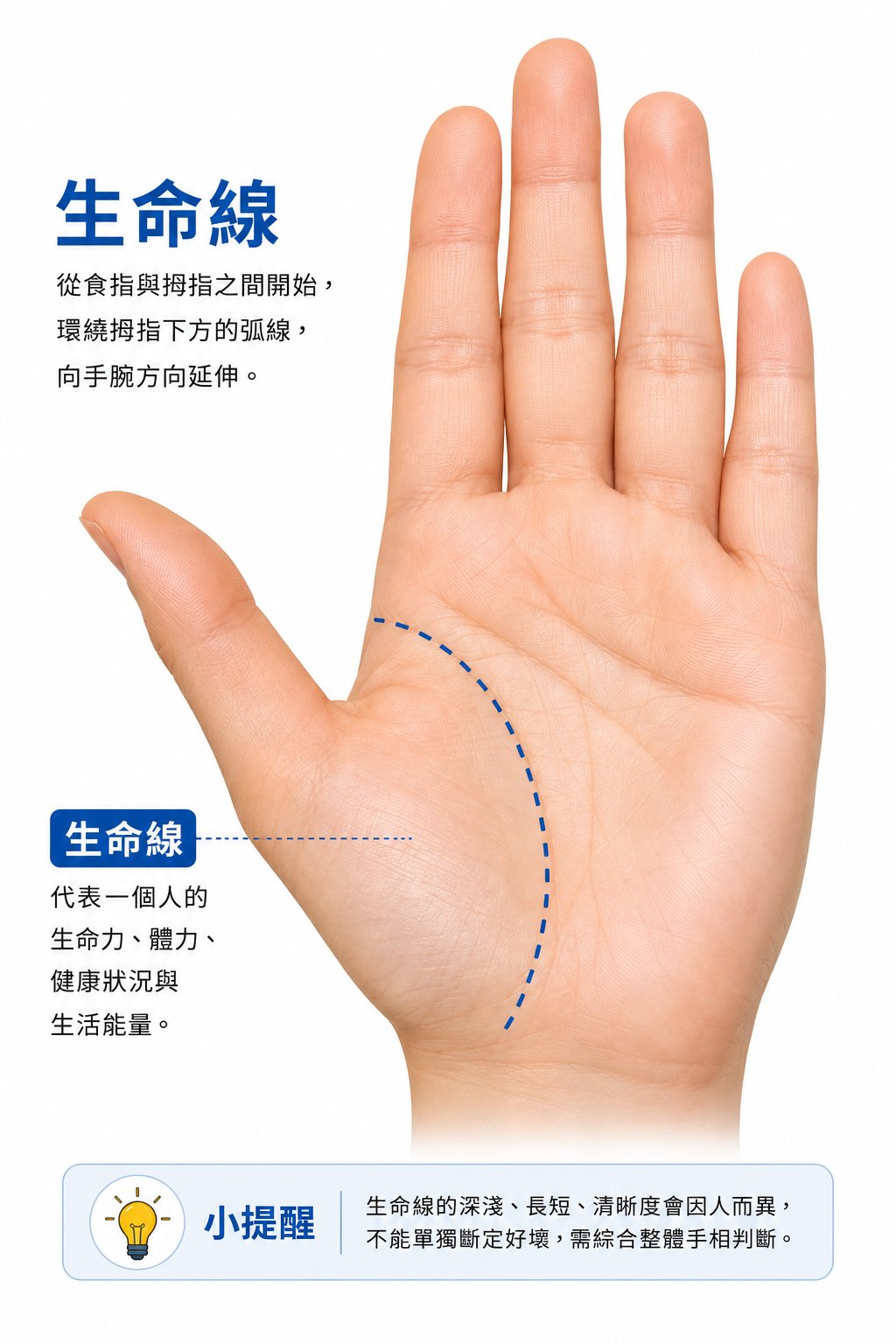 生命線-即生命紋
從大拇指與食指中間的掌邊開始,往掌底走的紋路。
生命紋的長短並不代表壽命的長短,而是代表生命力的強弱,所以生命紋其實應該叫做生命力紋。
生命紋長、深、紅潤的,生命力強,對疾病的抵抗力強,不容易生病;相反,如果紋淺、弱,就比較衰弱。