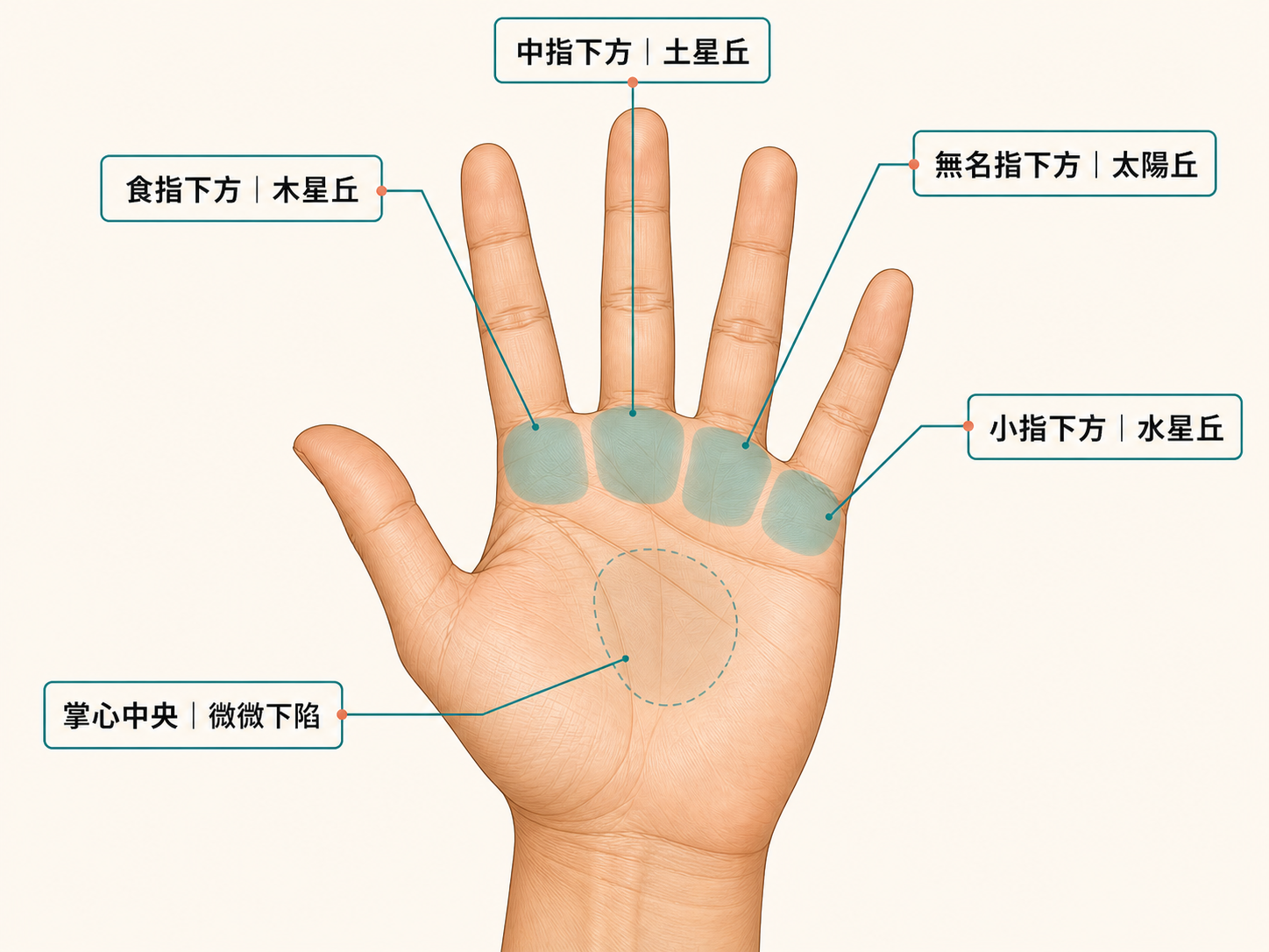 四大掌丘位置示意圖：木星丘、土星丘、太陽丘與水星丘