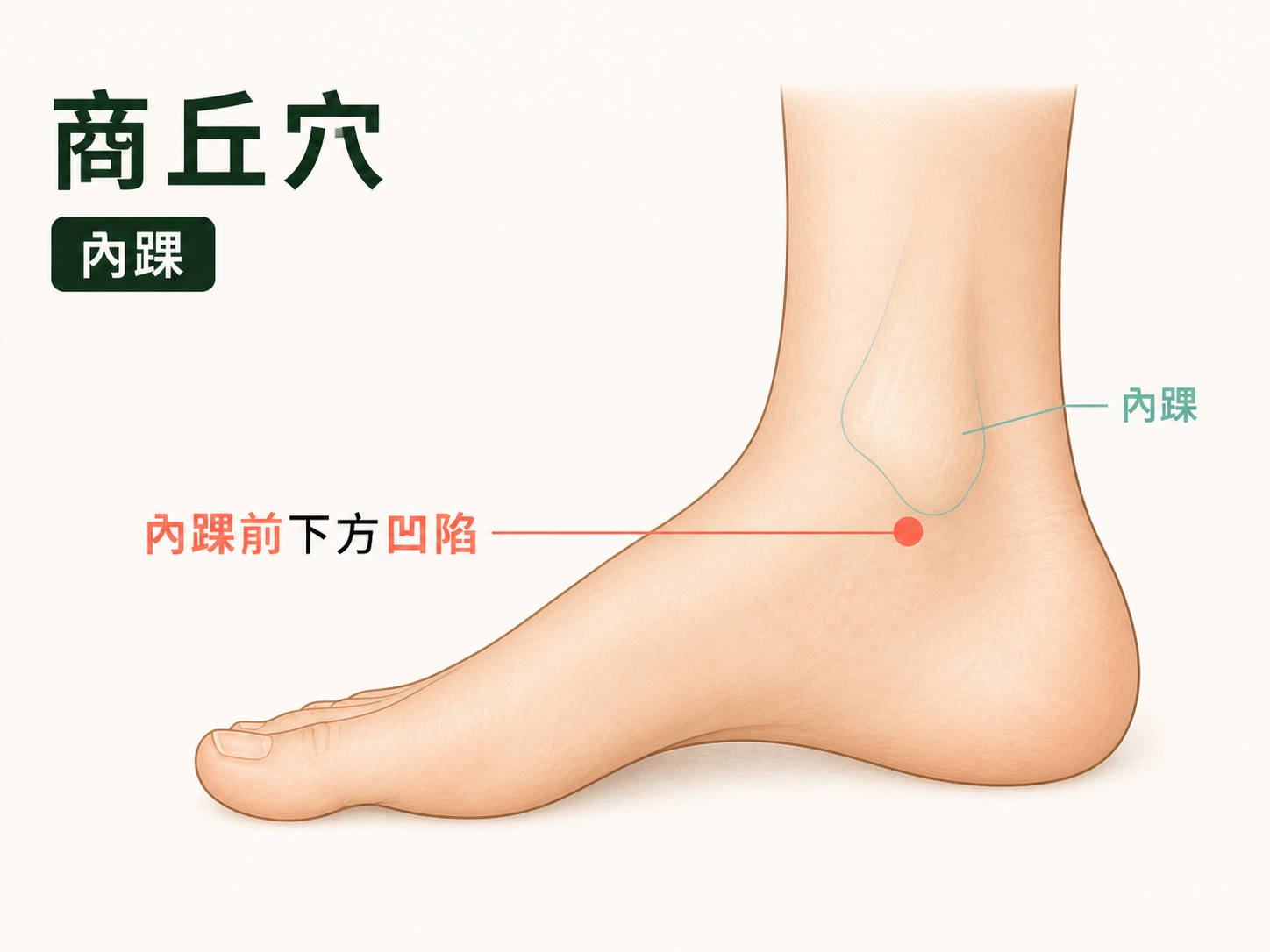 商丘穴位置示意圖：內踝前下方凹陷