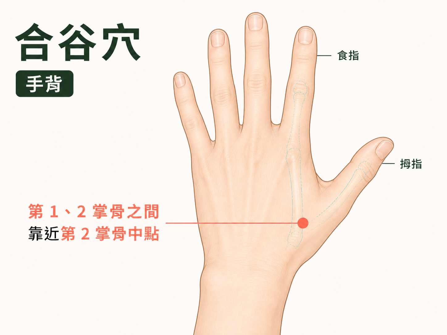 合谷穴位置示意圖：手背第一、二掌骨之間