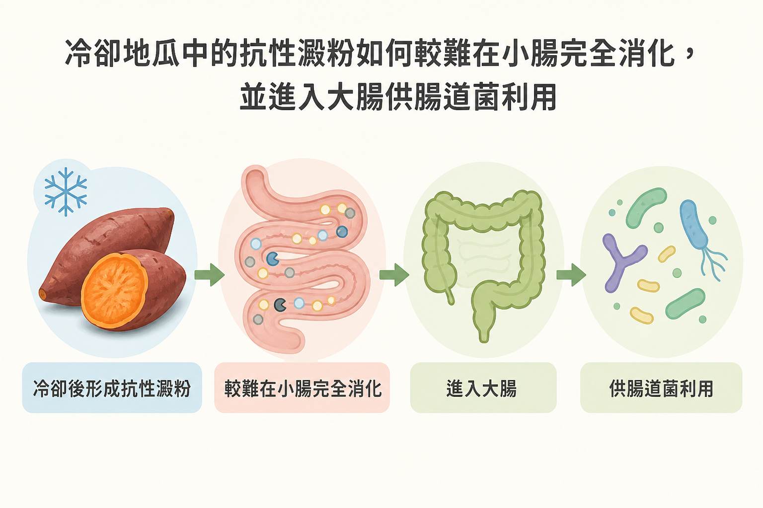 冷卻地瓜形成抗性澱粉，較難在小腸完全消化並進入大腸供腸道菌利用
