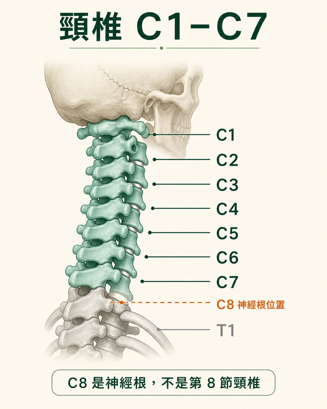 頸椎 C1 至 C7 與 C8 神經根位置示意圖