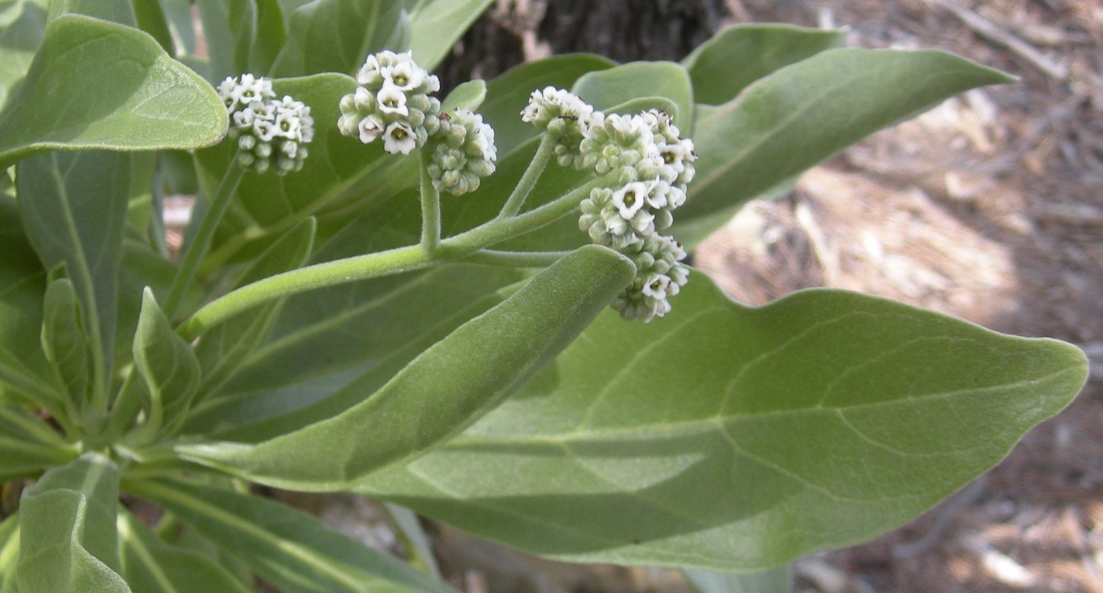 白水木（Heliotropium foertherianum）真實生長型態與葉片絨毛特寫
